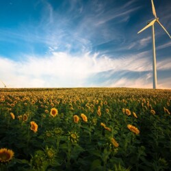 A field of sunflowers with a windmill under blue skies, showing wind power.