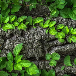 A picture of a tree with green leaves.