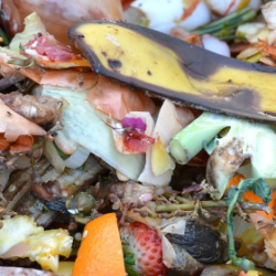 Kickstart Your Middle School Composting Journey: 3 Essential Projects to Begin Now