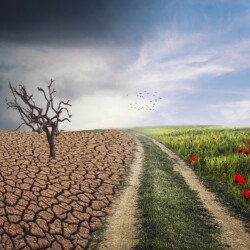 A Picture which showing dry land and green land with flowers in one image.